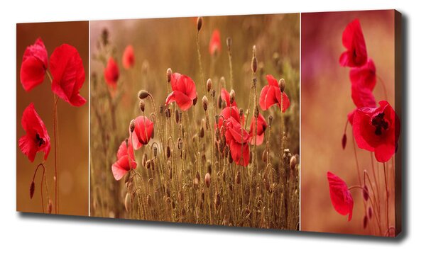 Foto obraz na plátně do obýváku Máky triptych oc-87059818