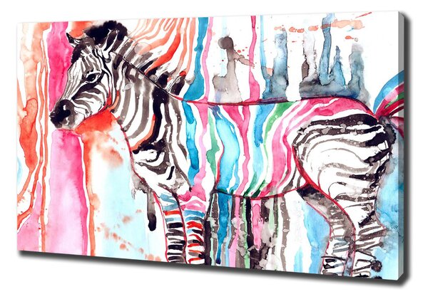 Foto obraz na plátně Barevná zebra oc-87232366