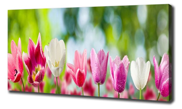 Foto obraz na plátně Tulipány oc-88763928