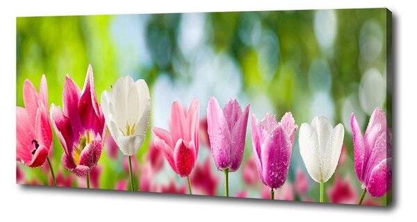 Foto obraz na plátně Tulipány oc-88763928