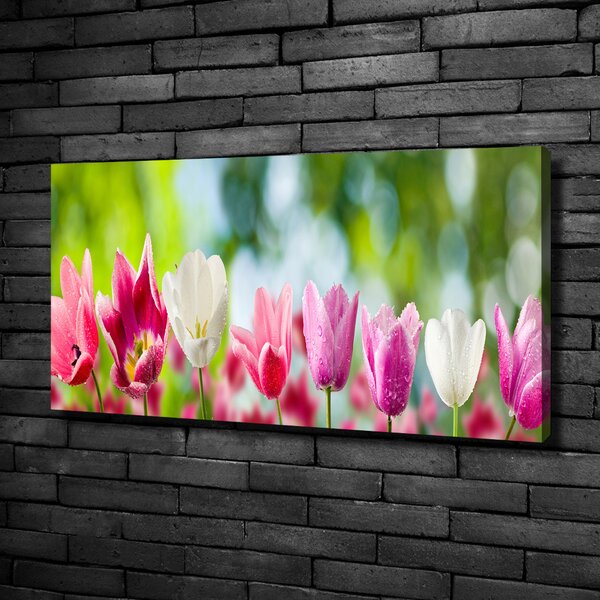 Foto obraz na plátně Tulipány oc-88763928