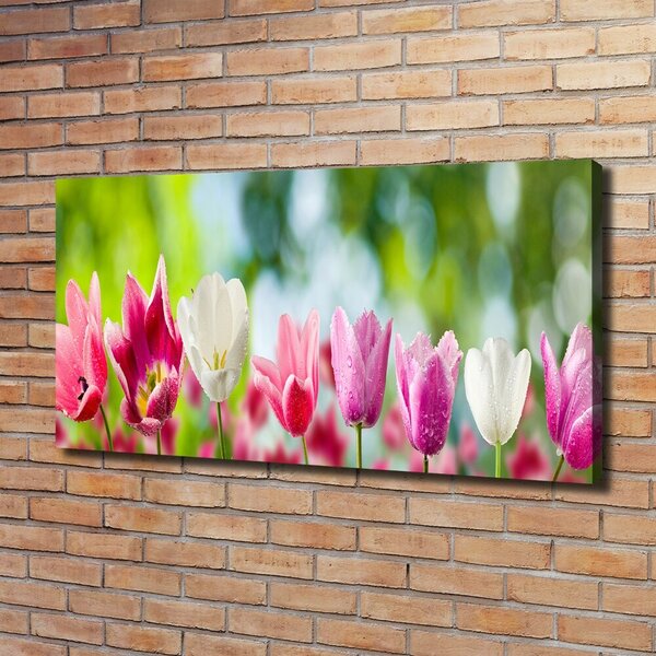 Foto obraz na plátně Tulipány oc-88763928