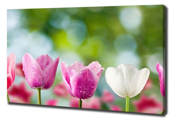 Foto obraz na plátně Tulipány oc-88763928