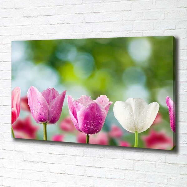 Foto obraz na plátně Tulipány oc-88763928