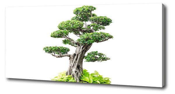 Foto obraz na plátně do obýváku Bonsai oc-88907159