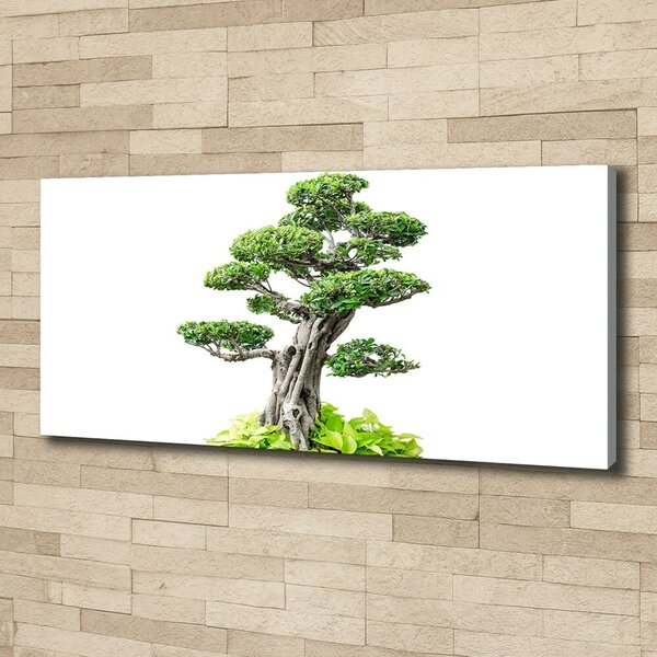 Foto obraz na plátně do obýváku Bonsai oc-88907159