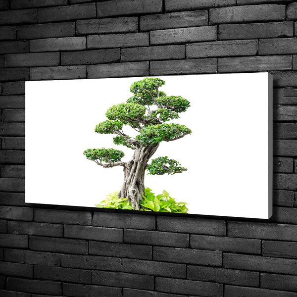 Foto obraz na plátně do obýváku Bonsai oc-88907159