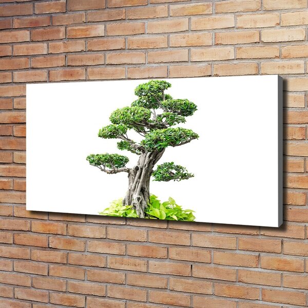 Foto obraz na plátně do obýváku Bonsai oc-88907159
