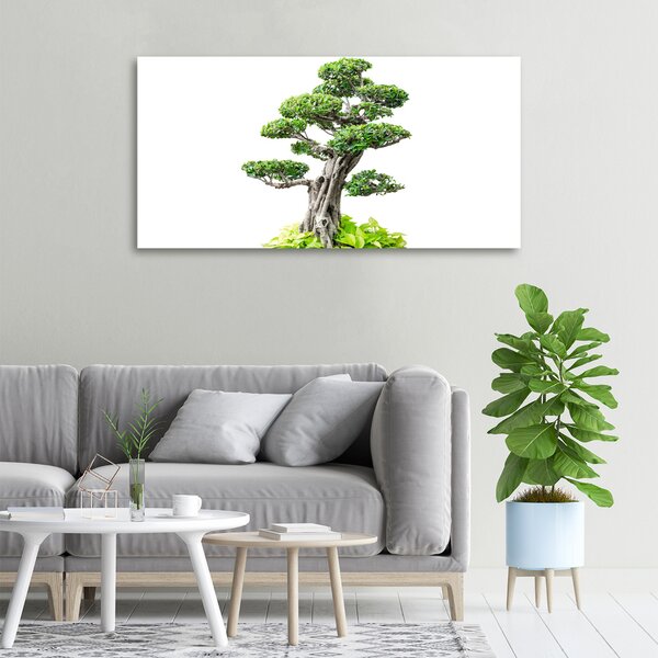 Foto obraz na plátně do obýváku Bonsai oc-88907159