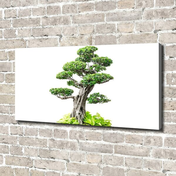 Foto obraz na plátně do obýváku Bonsai oc-88907159
