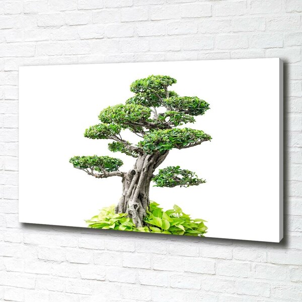 Foto obraz na plátně do obýváku Bonsai oc-88907159
