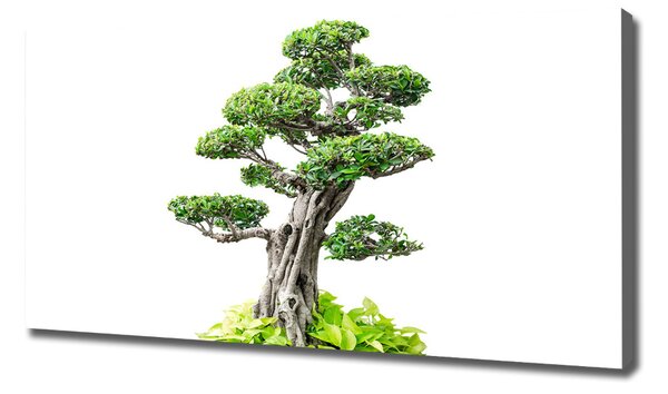 Foto obraz na plátně do obýváku Bonsai oc-88907159