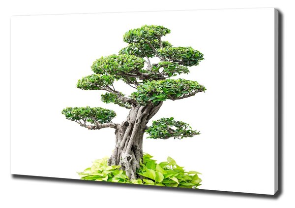Foto obraz na plátně do obýváku Bonsai oc-88907159