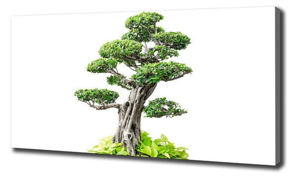 Foto obraz na plátně do obýváku Bonsai oc-88907159