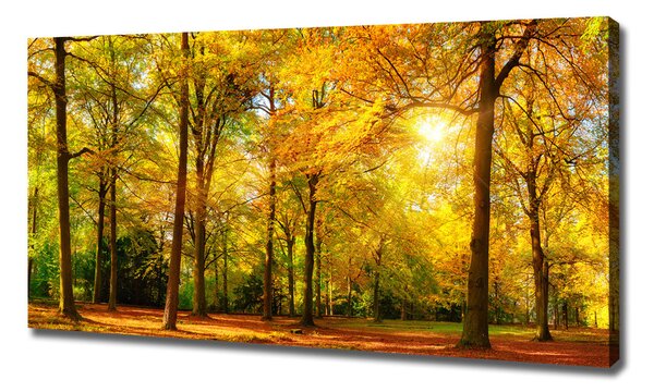 Foto obraz canvas Podzimní les oc-89529230
