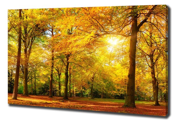 Foto obraz canvas Podzimní les oc-89529230
