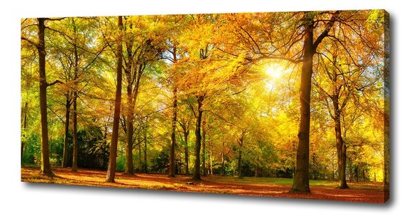 Foto obraz canvas Podzimní les oc-89529230