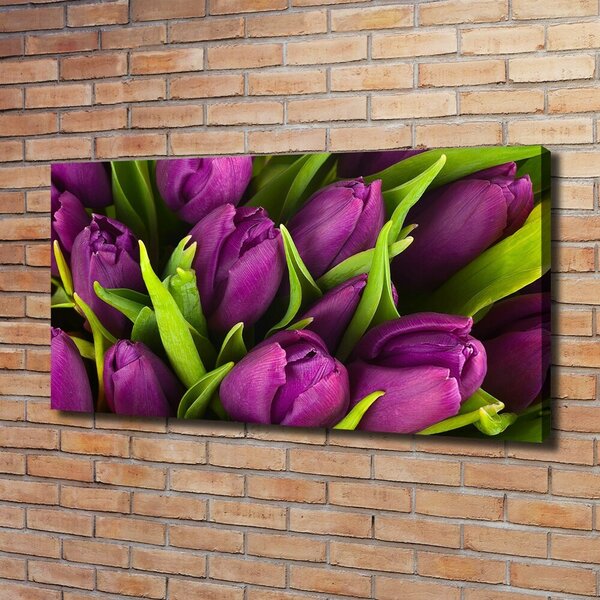 Foto obraz na plátně Fialové tulipány oc-89975331