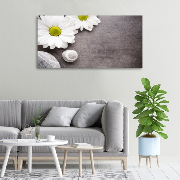 Foto obraz na plátně Gerbera oc-89978317