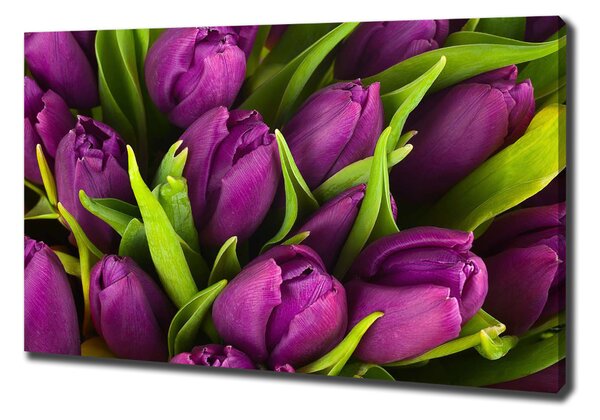 Foto obraz na plátně Fialové tulipány oc-89975331