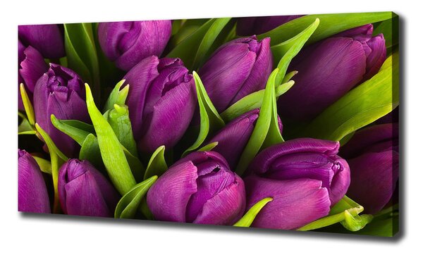 Foto obraz na plátně Fialové tulipány oc-89975331