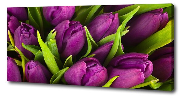 Foto obraz na plátně Fialové tulipány oc-89975331