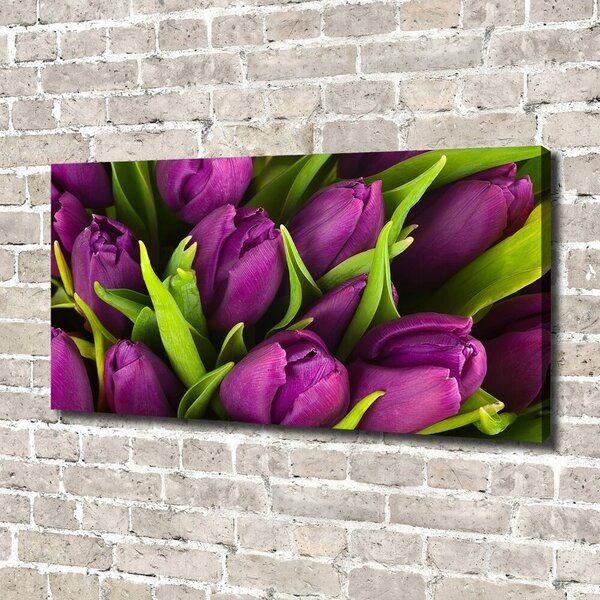 Foto obraz na plátně Fialové tulipány oc-89975331