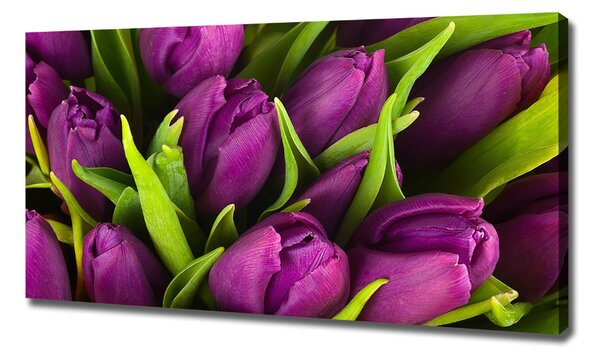 Foto obraz na plátně Fialové tulipány oc-89975331