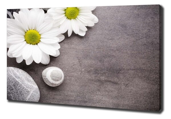 Foto obraz na plátně Gerbera oc-89978317