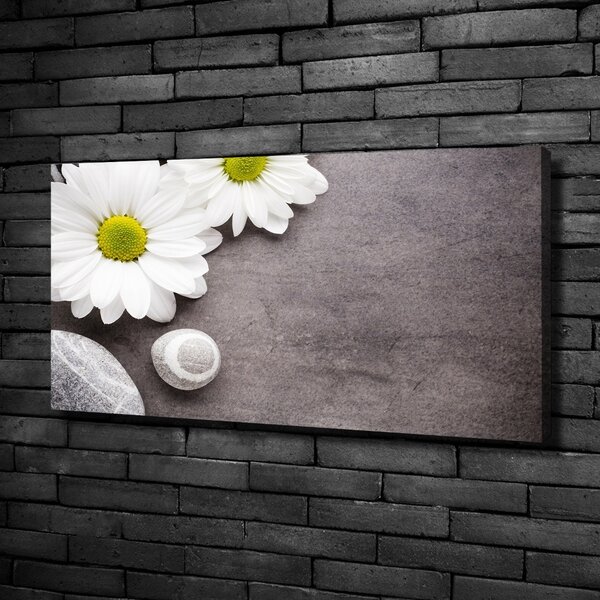 Foto obraz na plátně Gerbera oc-89978317