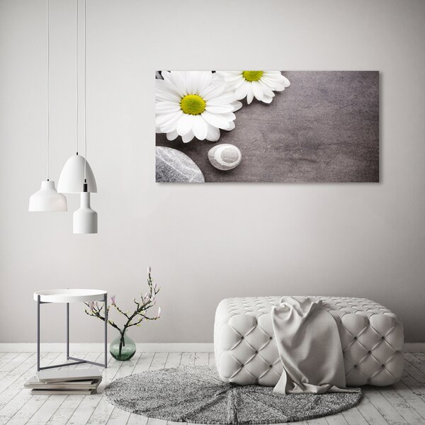 Foto obraz na plátně Gerbera oc-89978317