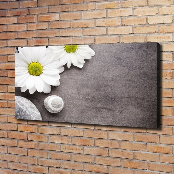 Foto obraz na plátně Gerbera oc-89978317