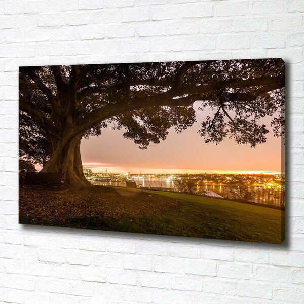 Foto obraz canvas Starý strom oc-90219521