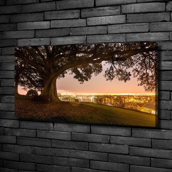 Foto obraz canvas Starý strom oc-90219521