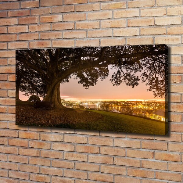Foto obraz canvas Starý strom oc-90219521