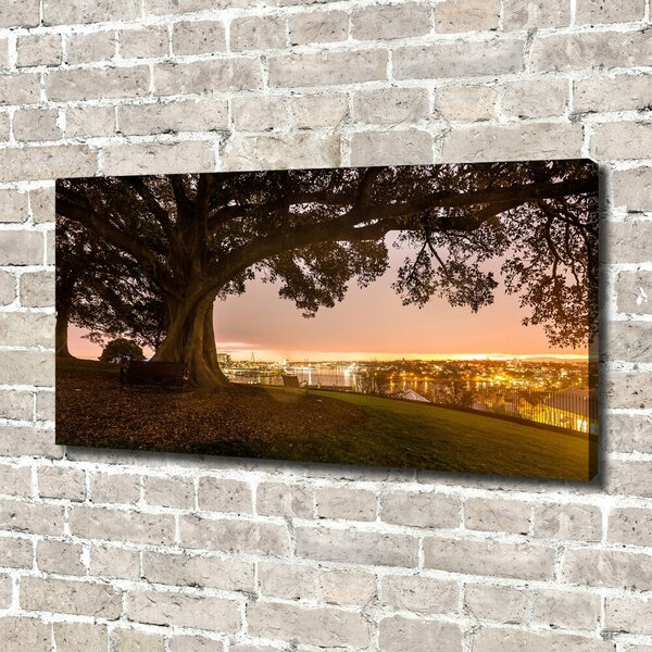 Foto obraz canvas Starý strom oc-90219521
