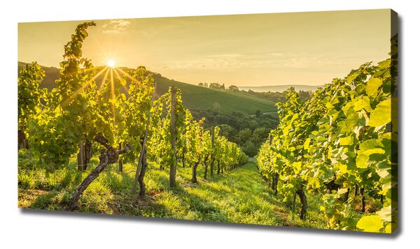 Foto obraz na plátně Vinice oc-90317015