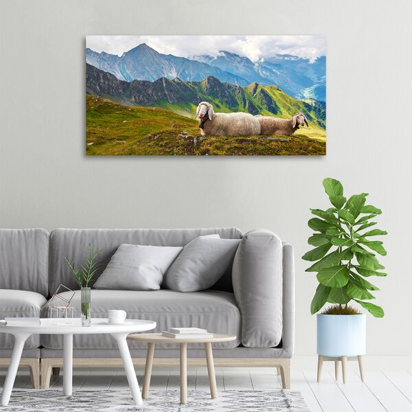Moderní obraz canvas na rámu Ovce v Alpách oc-90327187
