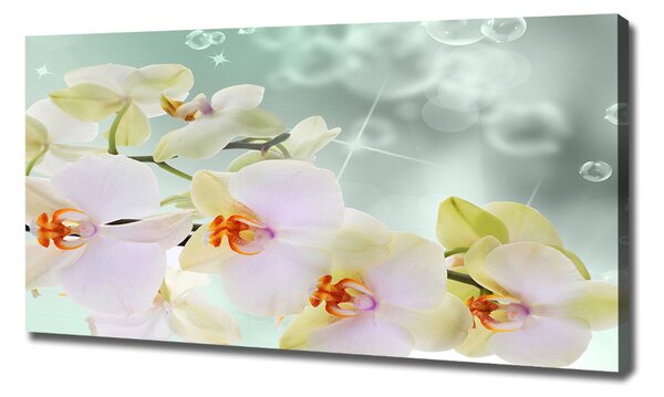 Foto obraz na plátně Bílá orchidej oc-91133337