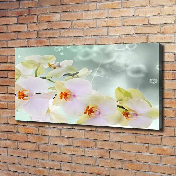 Foto obraz na plátně Bílá orchidej oc-91133337