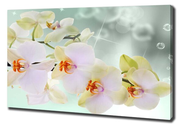 Foto obraz na plátně Bílá orchidej oc-91133337