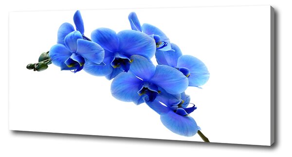 Foto obraz na plátně Modrná orchidej oc-91549599
