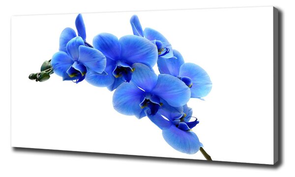 Foto obraz na plátně Modrná orchidej oc-91549599