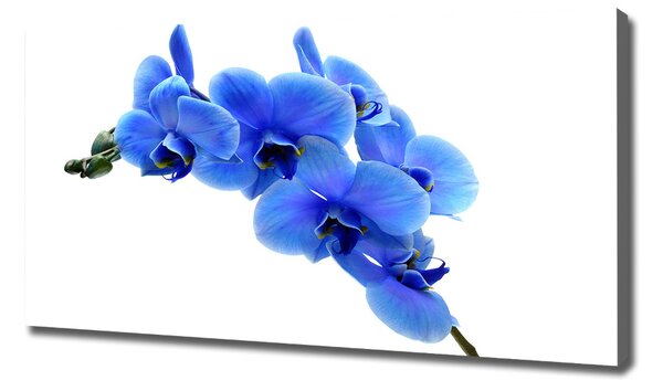 Foto obraz na plátně Modrná orchidej oc-91549599