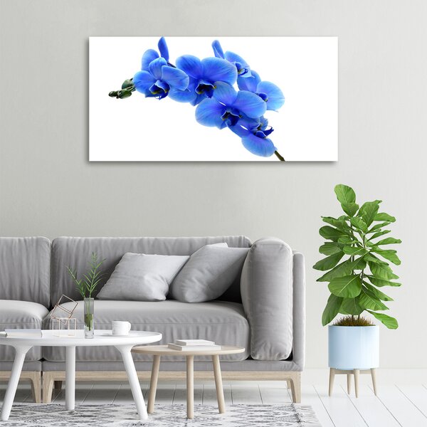 Foto obraz na plátně Modrná orchidej oc-91549599