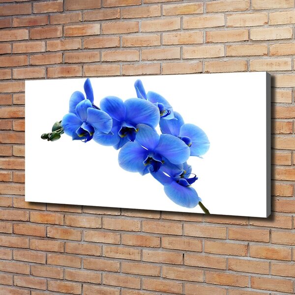 Foto obraz na plátně Modrná orchidej oc-91549599