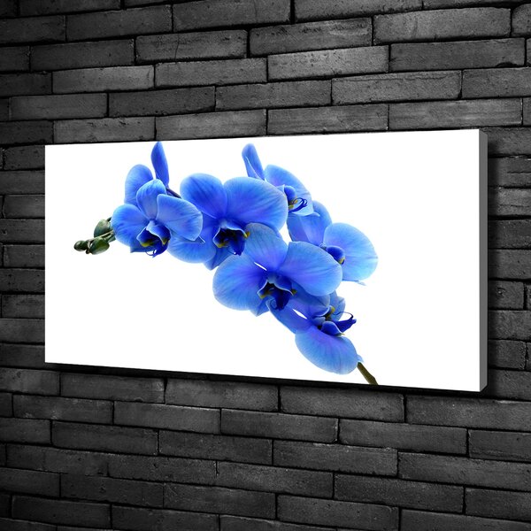 Foto obraz na plátně Modrná orchidej oc-91549599