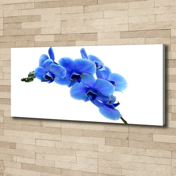 Foto obraz na plátně Modrná orchidej oc-91549599
