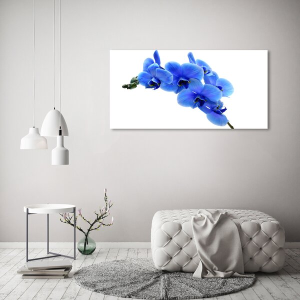 Foto obraz na plátně Modrná orchidej oc-91549599