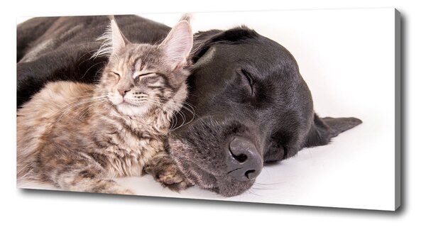 Foto obraz na plátně Pes s kočkou oc-91792125